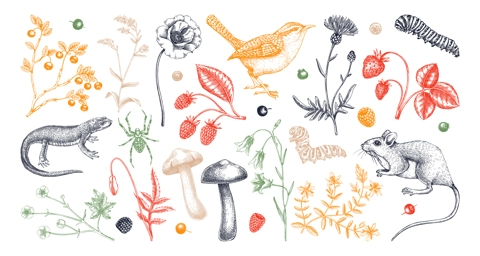 Summer design elements in sketched style. Botanical drawings of wildflowers, herbs, meadows, berries, animals and birds. Vintage wildlife hand-drawn illustrations. Field plants sketches in color